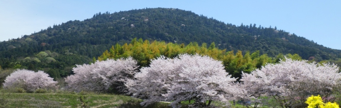 桜と菜の花が咲く井寺池から見た三輪山